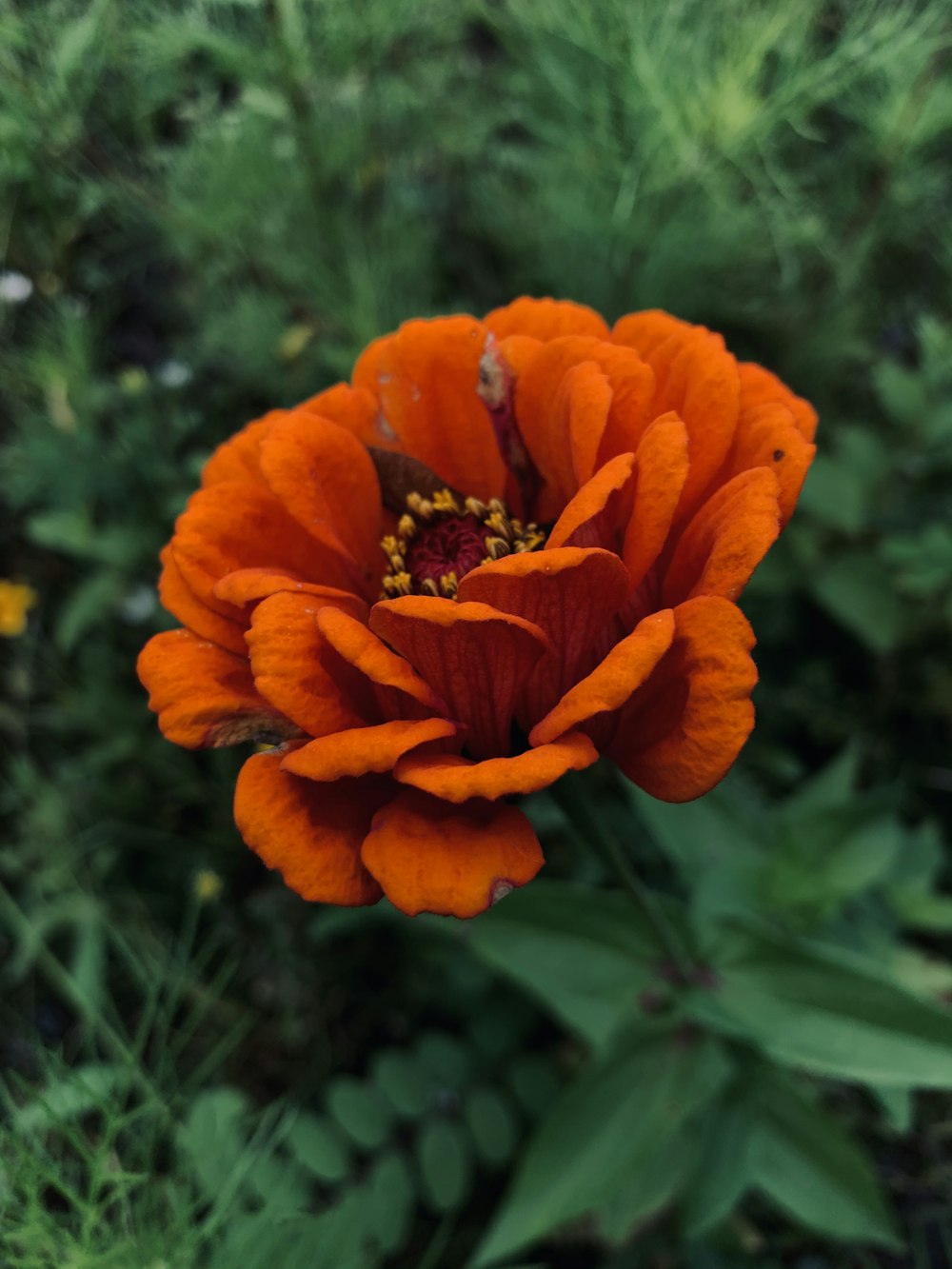 red flower in tilt shift lens