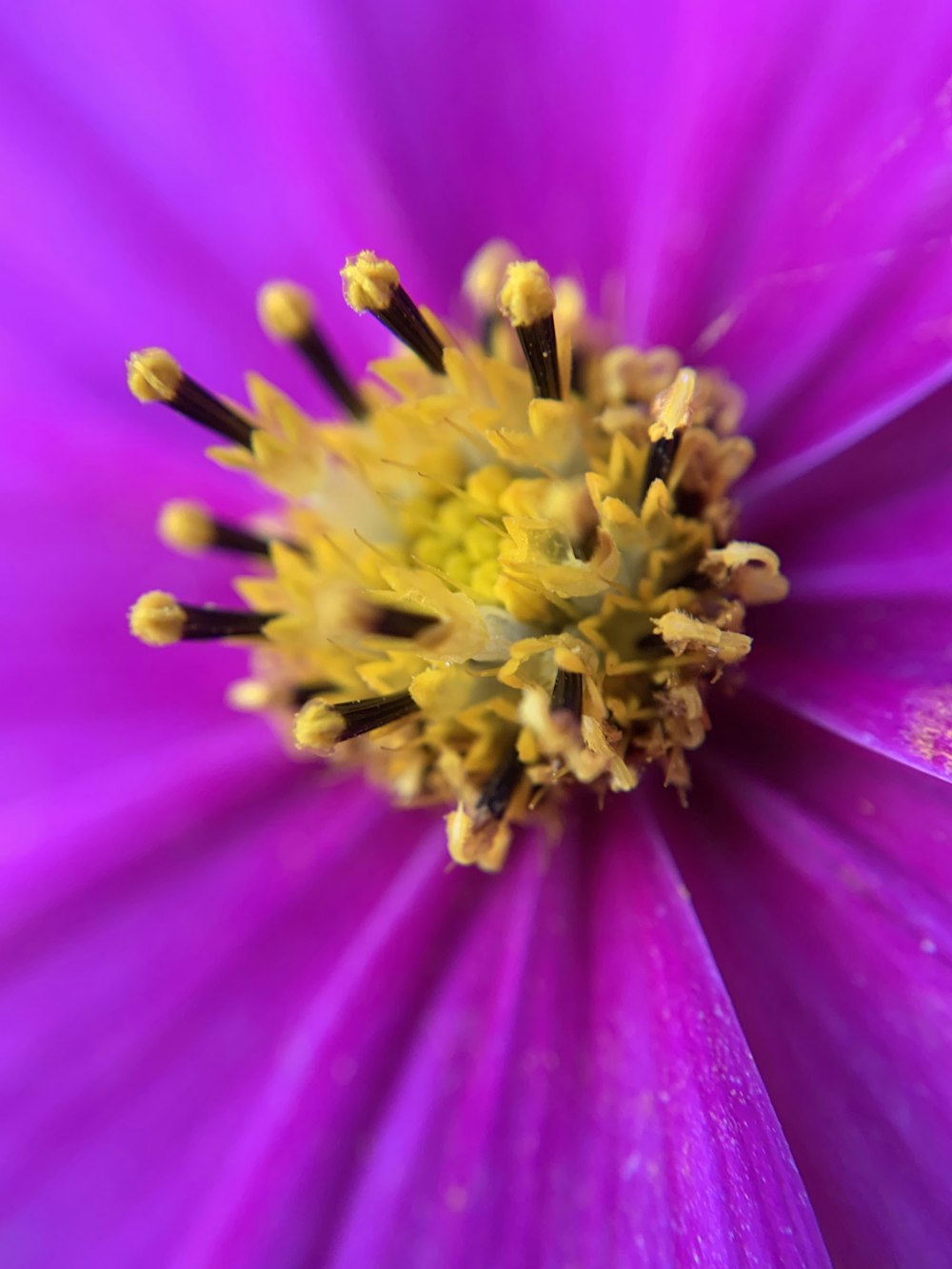 黄色とピンクの花が咲いています