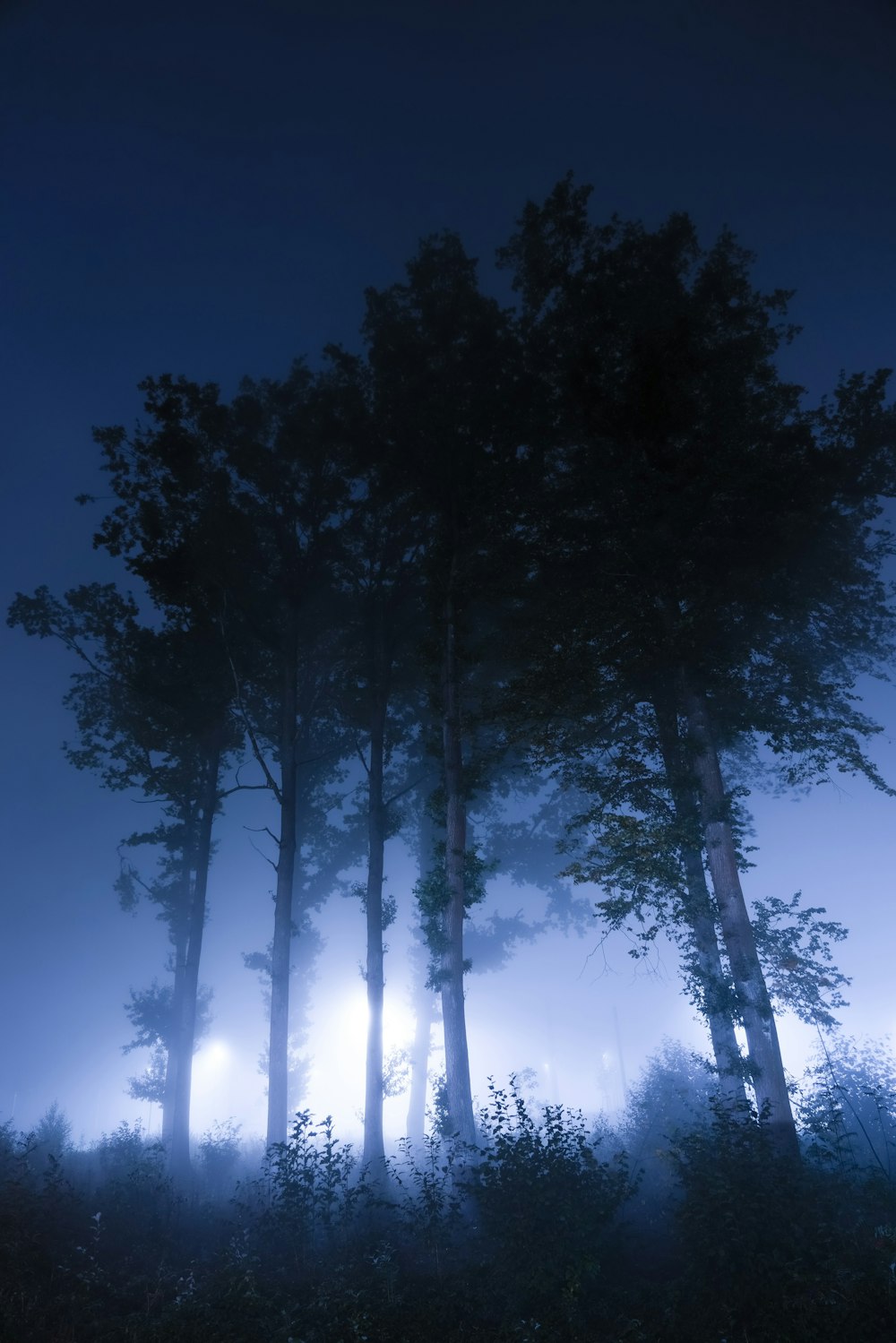 green trees under blue sky during daytime