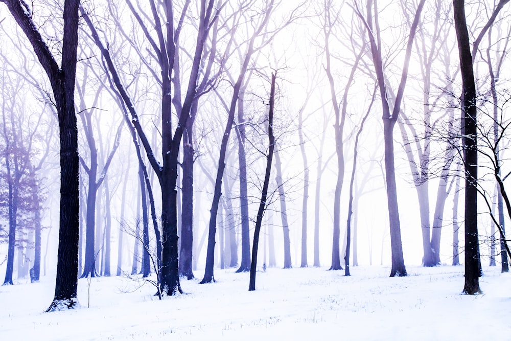 bare trees on snow covered ground during daytime