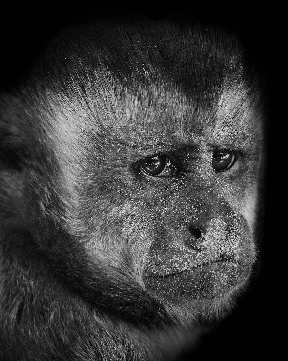 brown monkey in close up photography