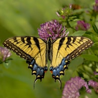 tiger swallowtail butterfly perched on purple flower in close up photography during daytime