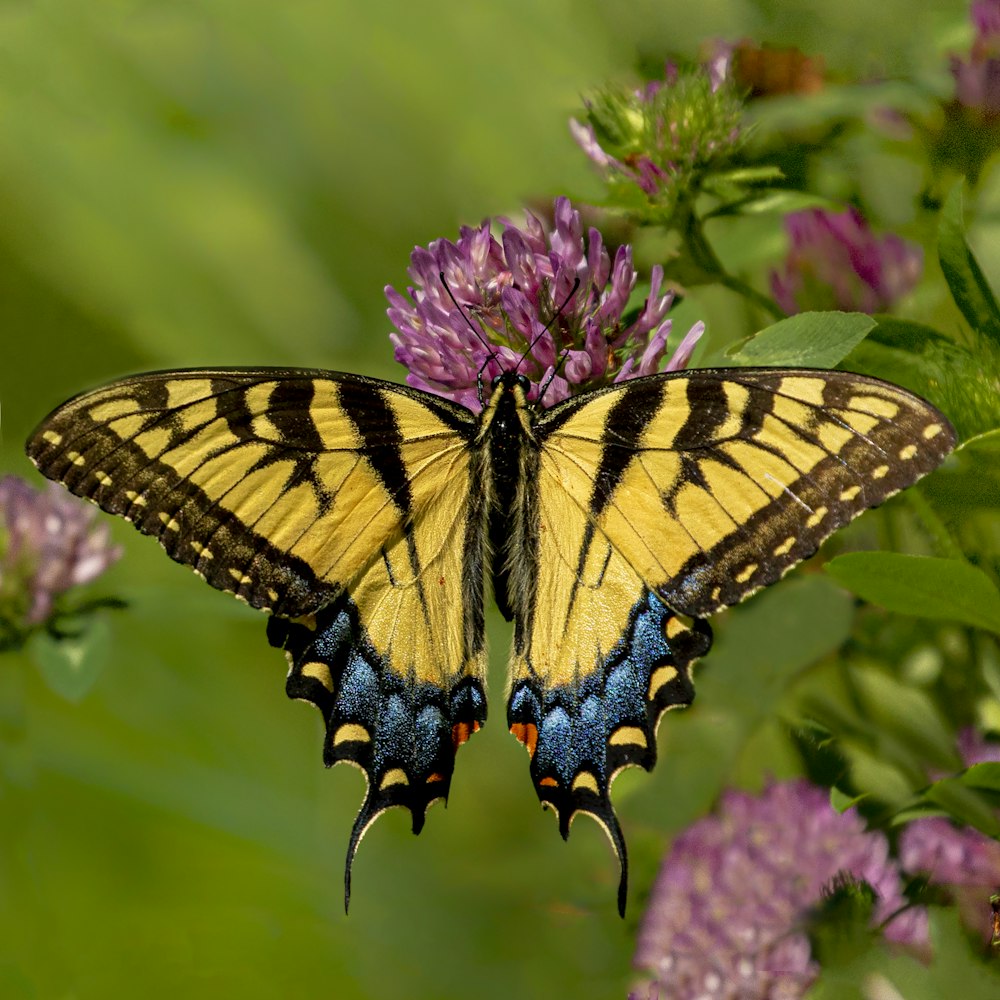 tiger swallowtail butterfly perched on purple flower in close up photography during daytime