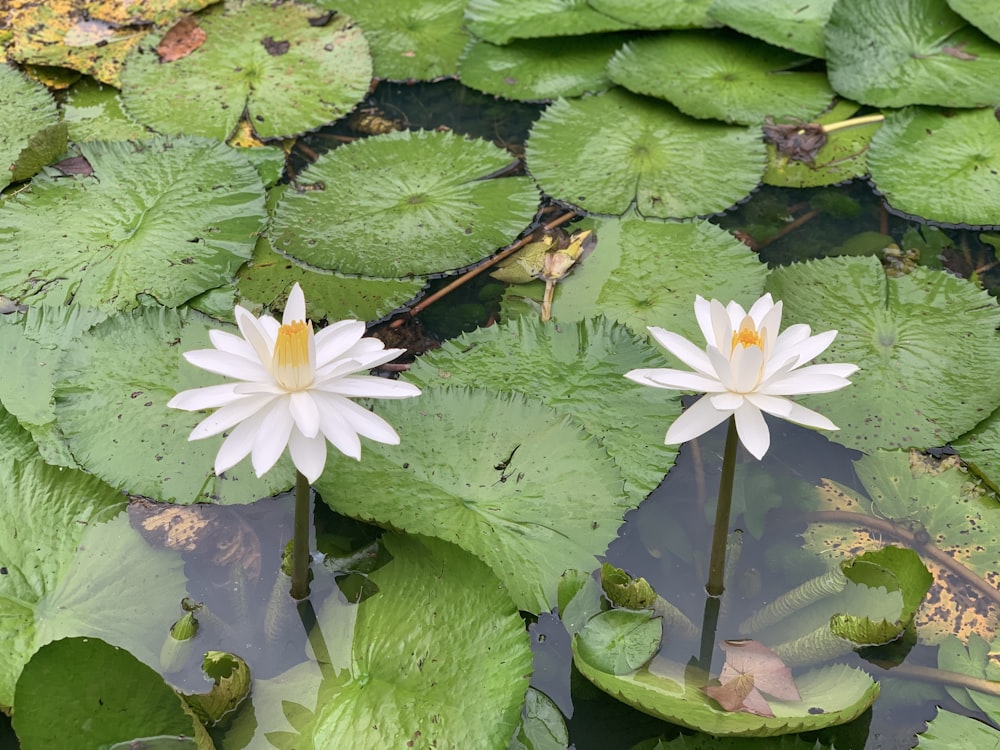 white water lily on water