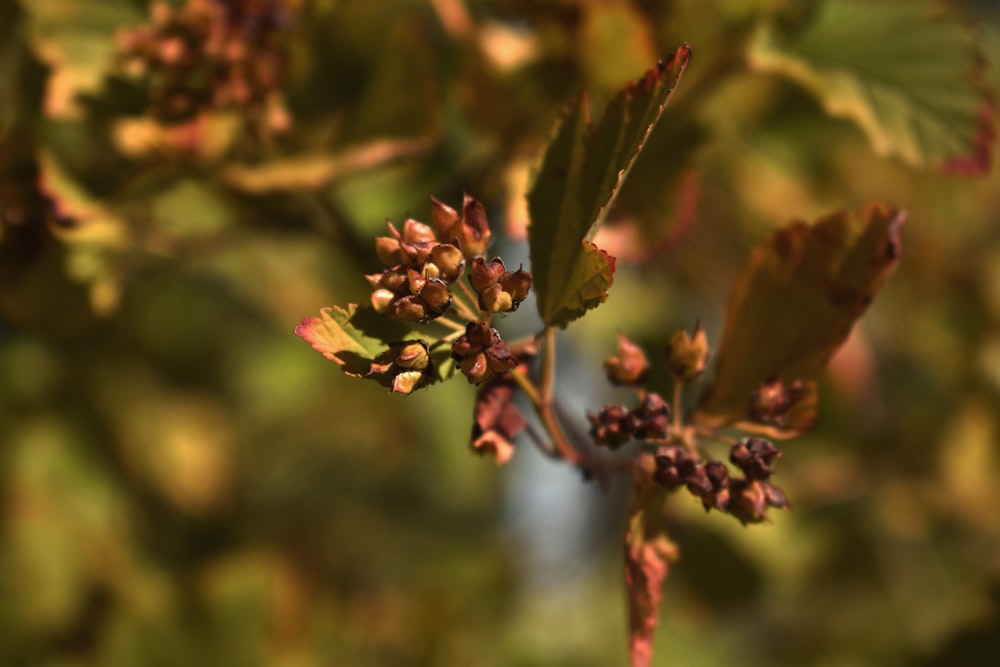 red and green plant in tilt shift lens