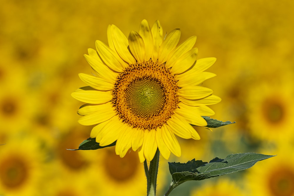 yellow sunflower in close up photography