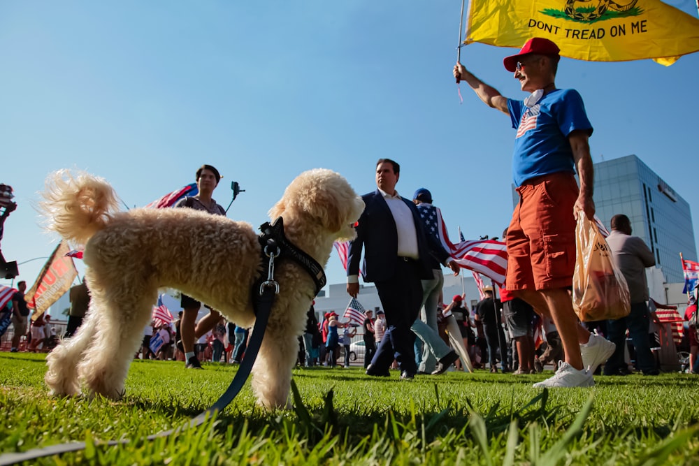 青いポロシャツを着た男が赤い傘をさし、緑の白い短いコートの犬のそばに立っています