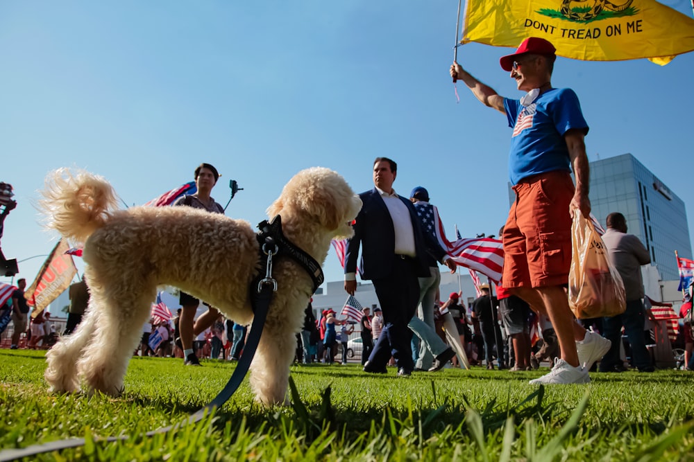 man in blue polo shirt holding red umbrella standing beside white short coated dog on green