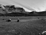 A serene landscape featuring a vast open field with a herd of bison grazing. Majestic mountains and patches of forest create a dramatic backdrop beneath a sky with scattered clouds.