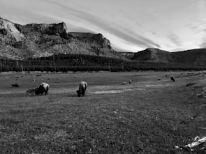 A serene landscape featuring a vast open field with a herd of bison grazing. Majestic mountains and patches of forest create a dramatic backdrop beneath a sky with scattered clouds.