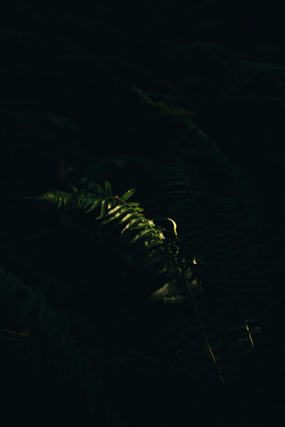 green leaves plant during night time