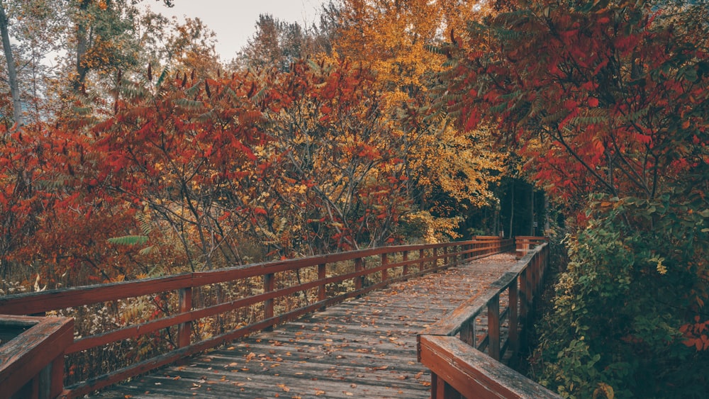 brown wooden bridge near red and brown trees during daytime