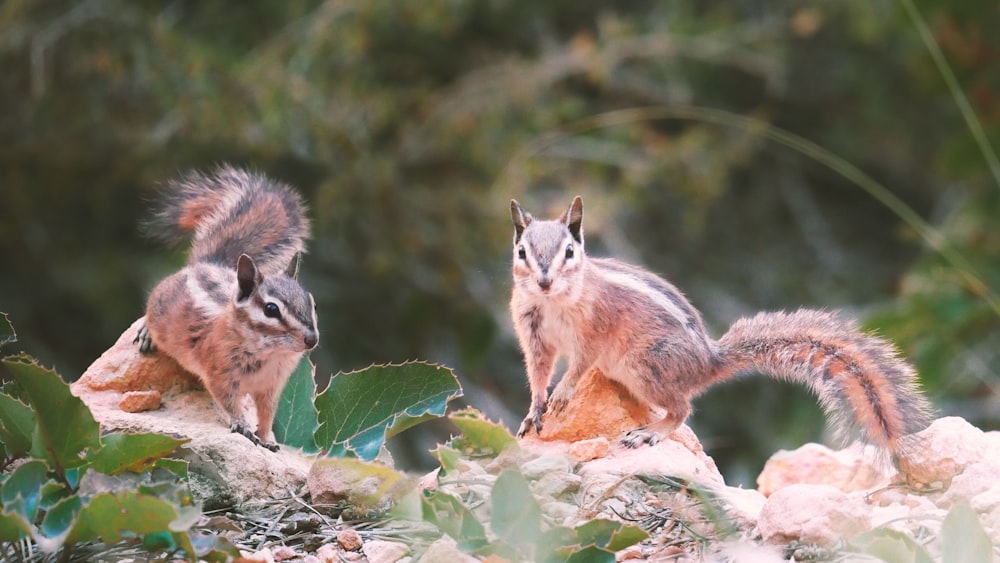 brown squirrel on tree branch during daytime