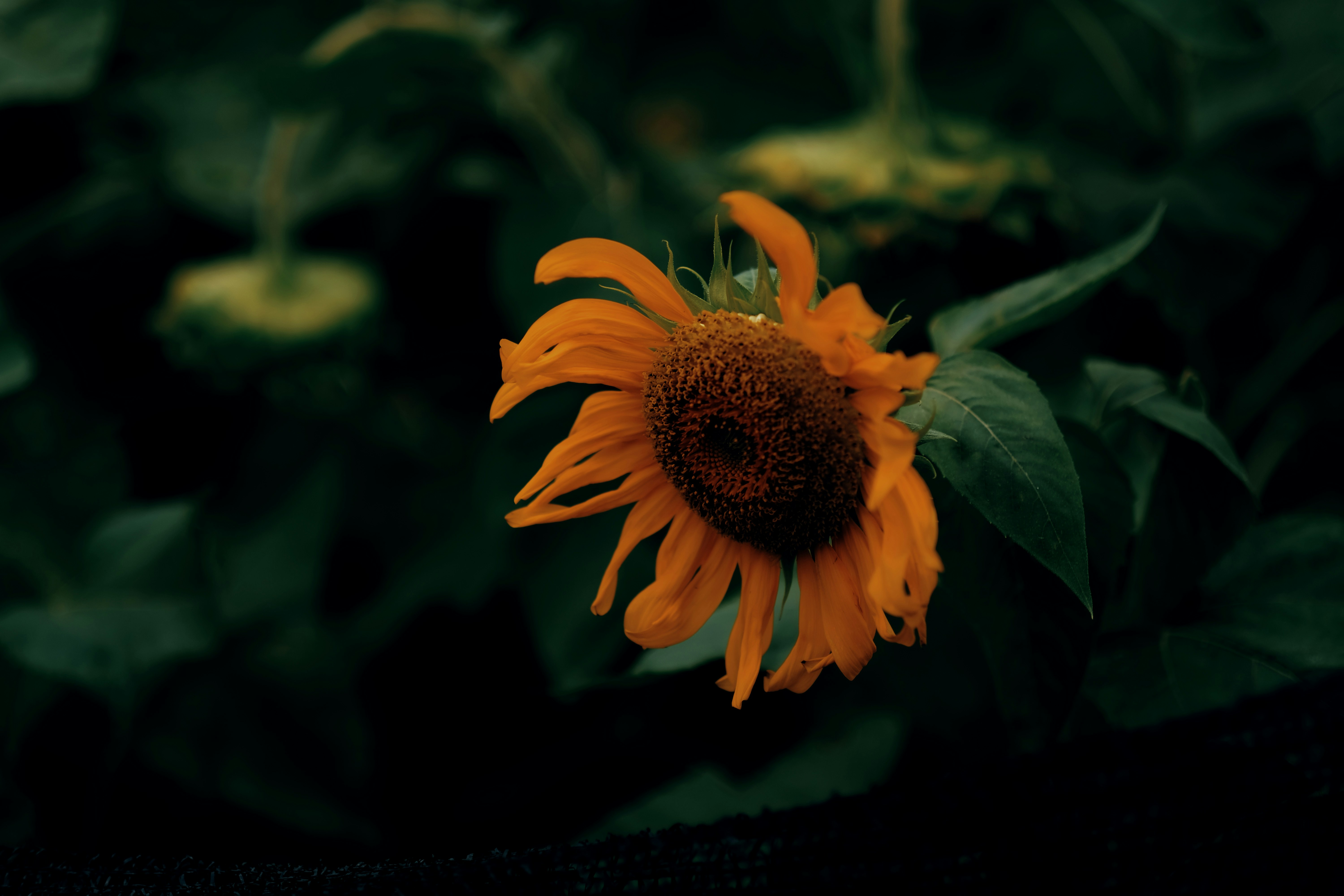 Photo by xiaomie99999