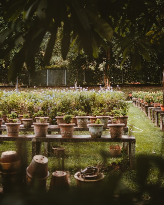 green plants on brown wooden table in Taman Botani Penang Malaysia