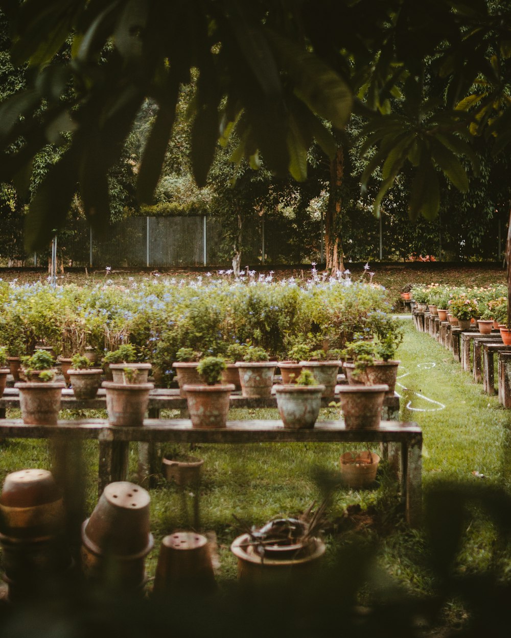 green plants on brown wooden table