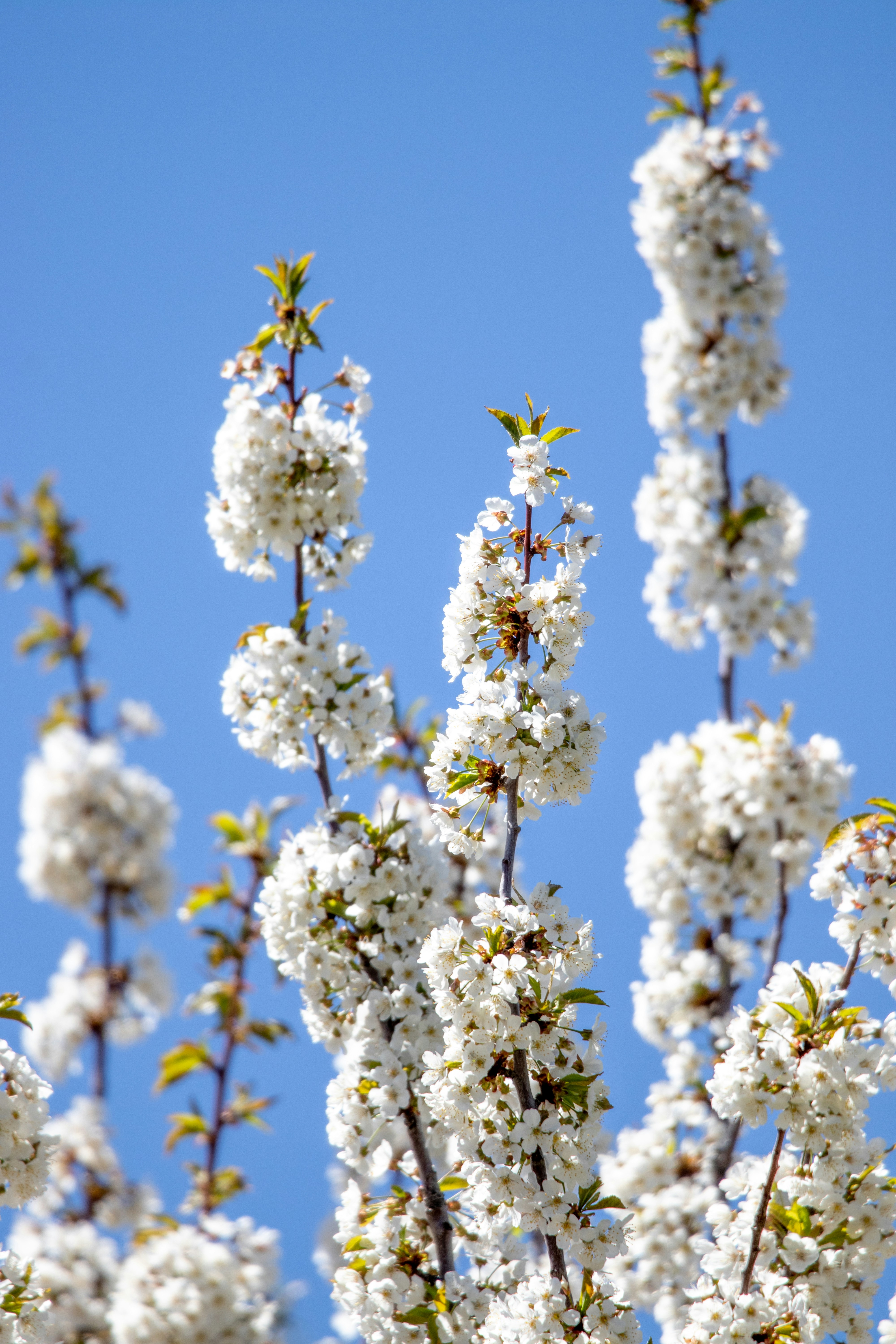 Photo by anthonymucci