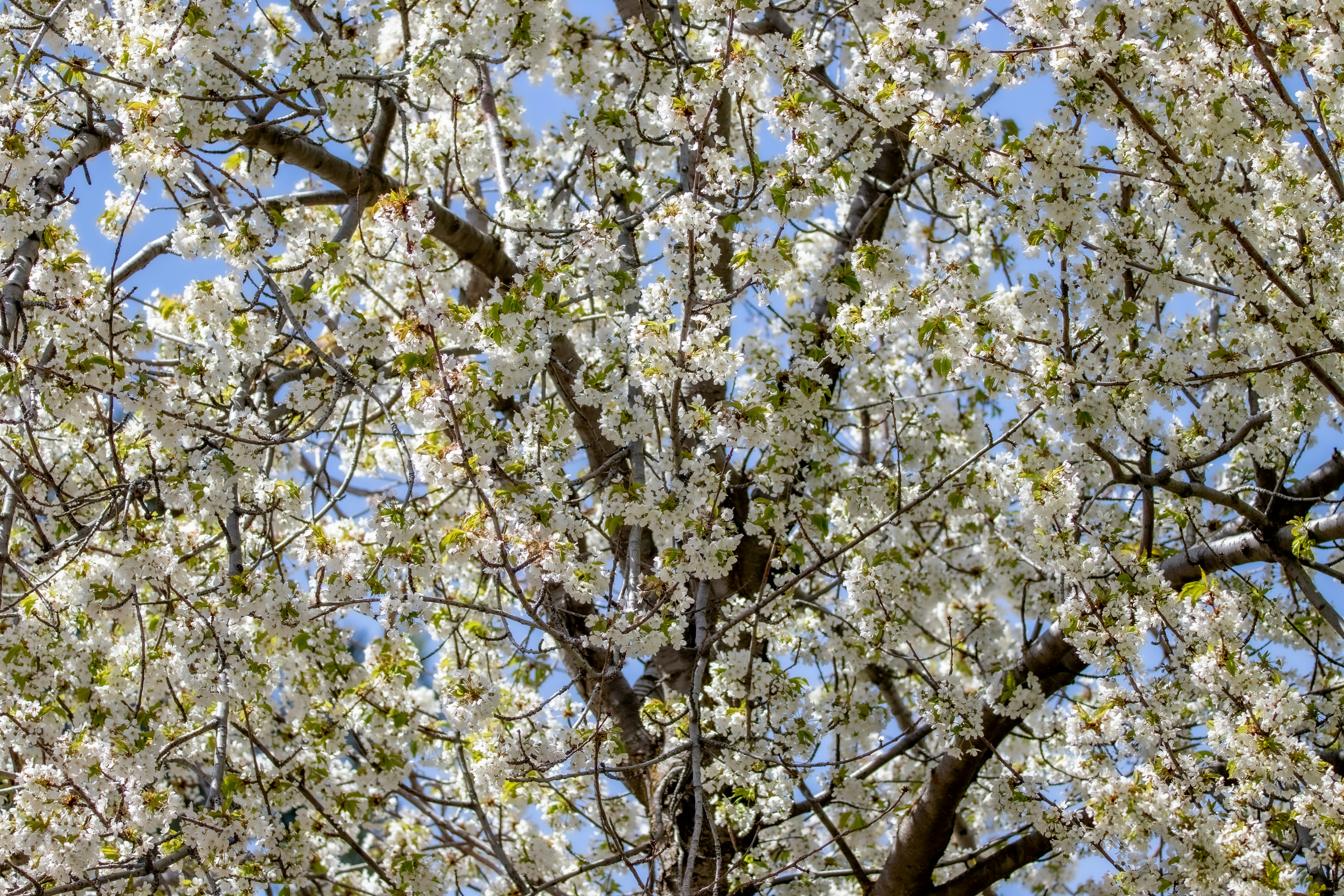 Photo by anthonymucci