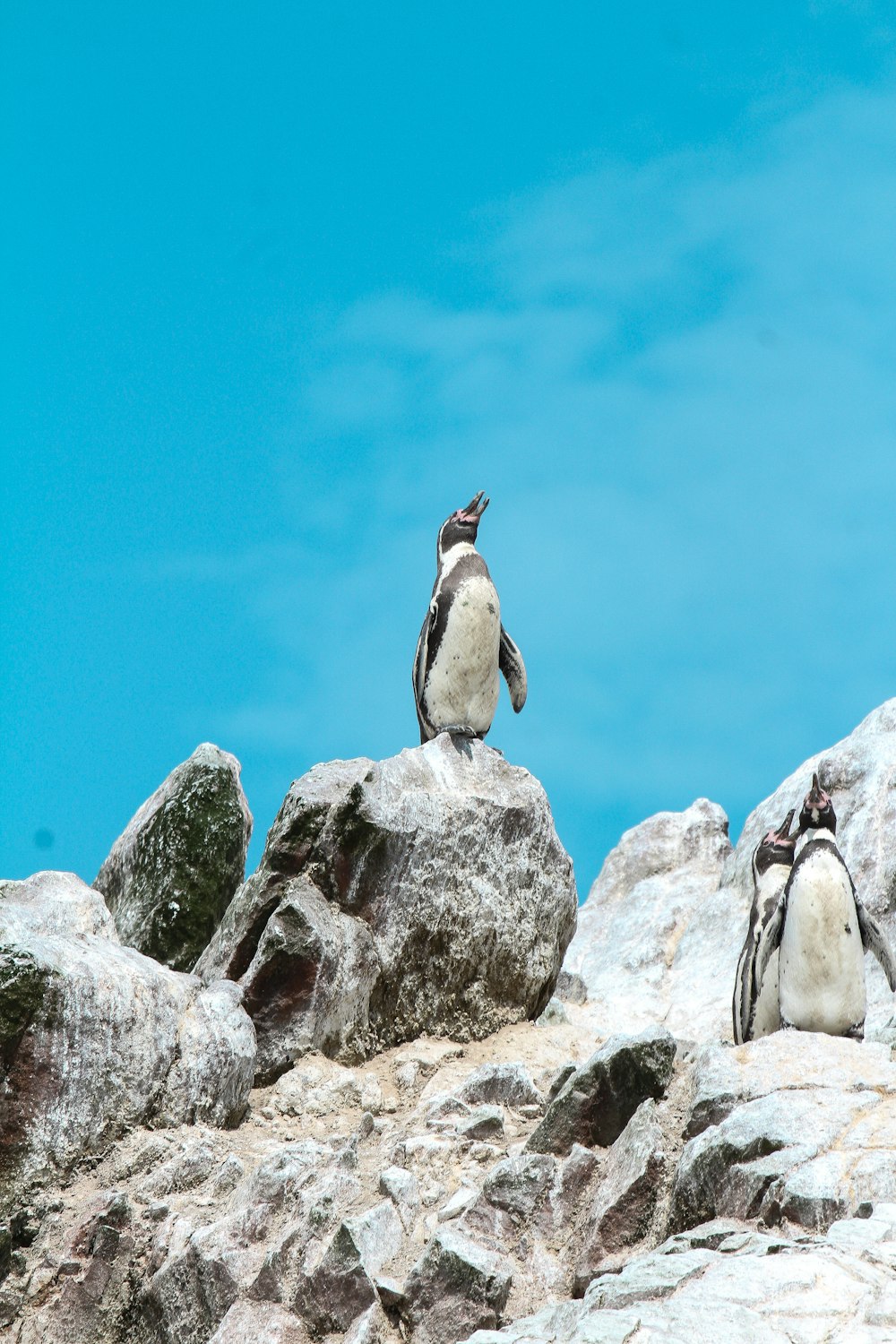 昼間の灰色の岩の上の灰色のペンギン