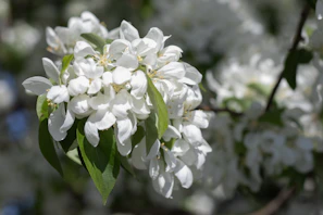 Soft morning light filtering through delicate flowers, symbolizing calm and renewal
