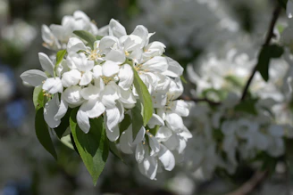 Soft morning light filtering through delicate flowers, symbolizing calm and renewal