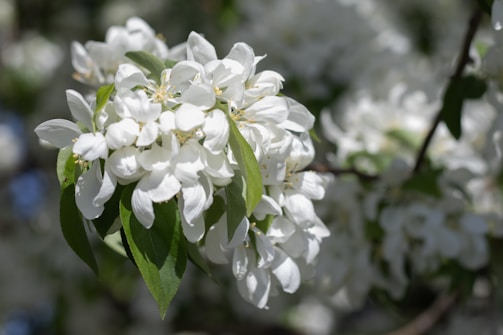 A gentle bouquet of white flowers with soft petals glowing in morning light.