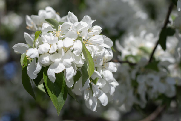 Soft, fluffy white tea buds captured in natural sunlight.