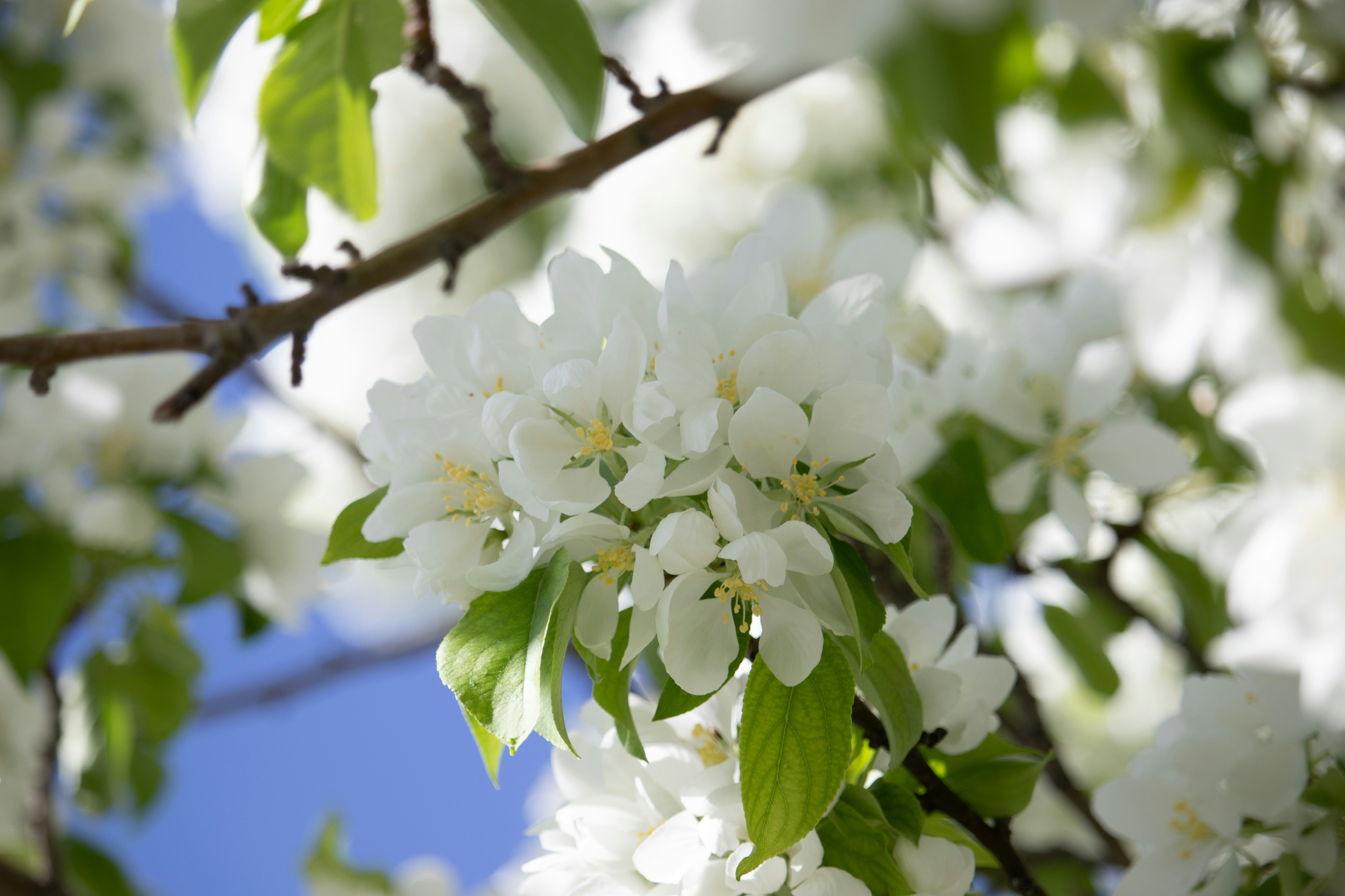 Photo by anthonymucci