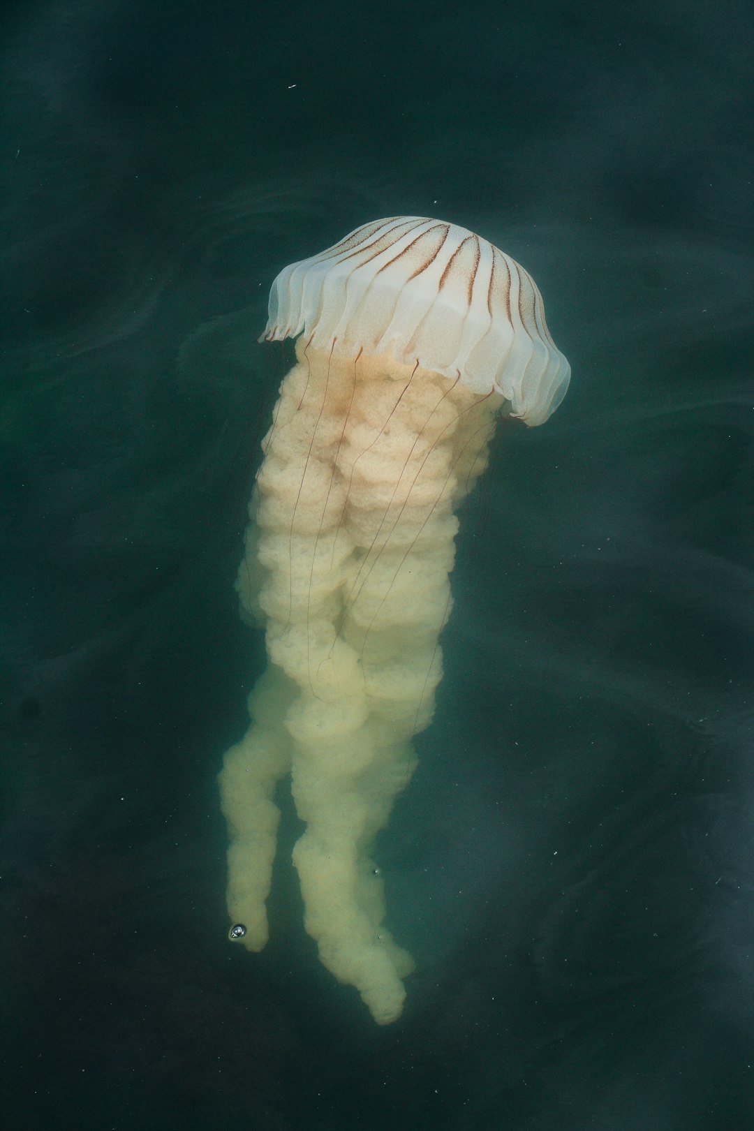 white jellyfish on body of water