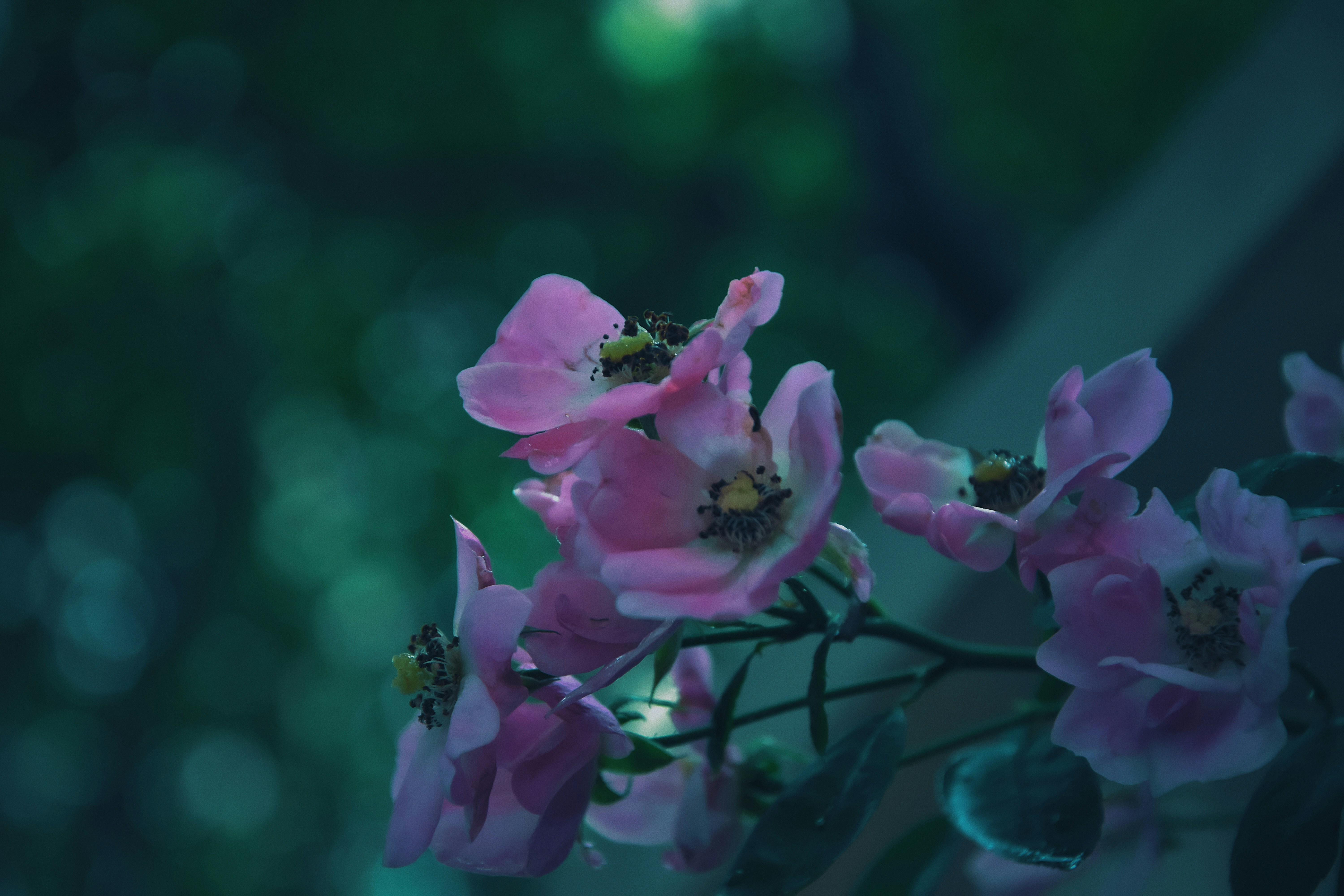 Photo by jizhidexiaohailang