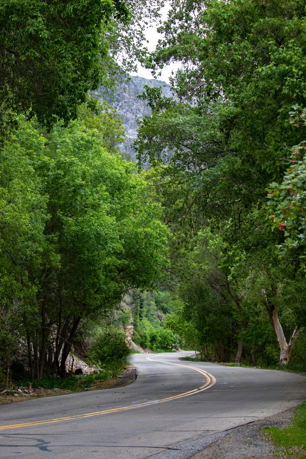 Route goudronnée grise entre les arbres verts pendant la journée