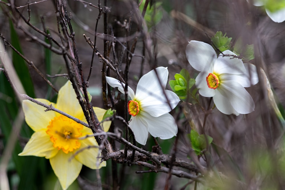 white and yellow flowers on brown tree branch