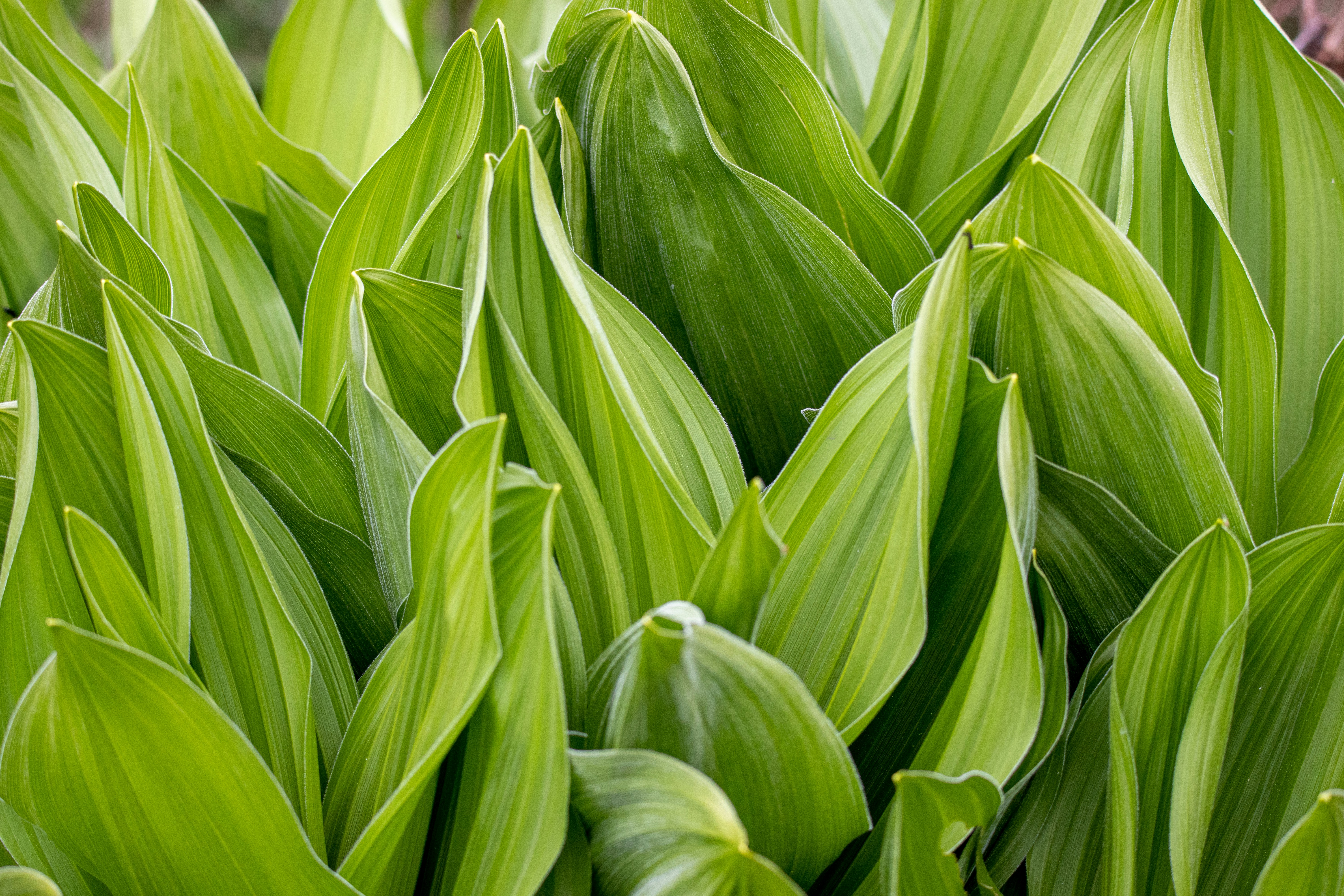 Photo by anthonymucci