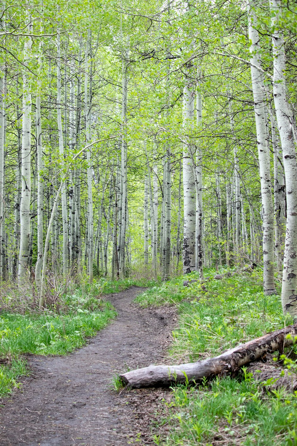 alberi e piante verdi durante il giorno