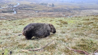 wombat on green grass field during daytime
