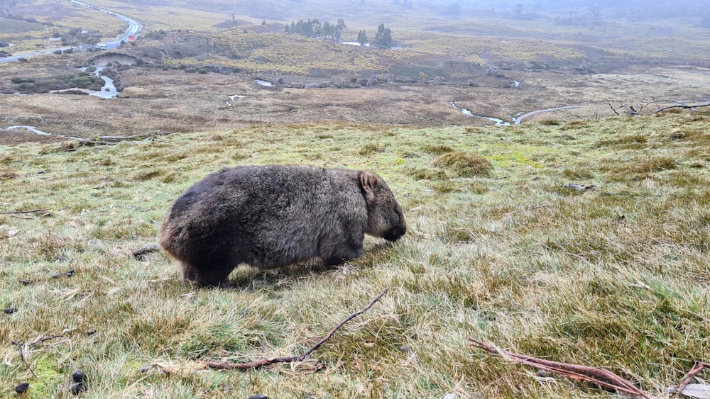 animale nero sul campo di erba verde durante il giorno