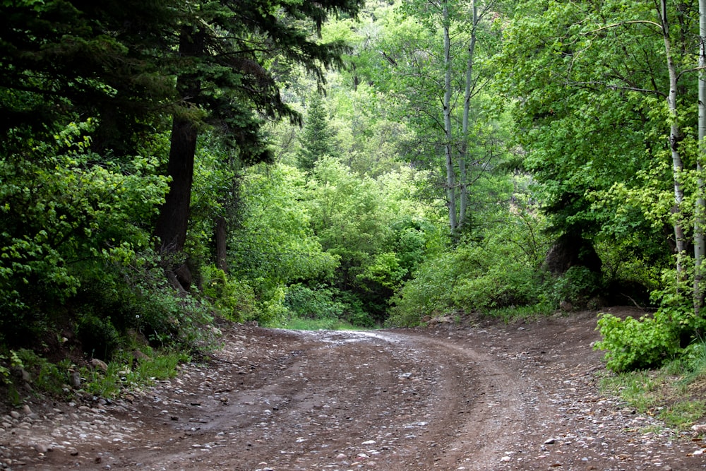 green trees on brown dirt road