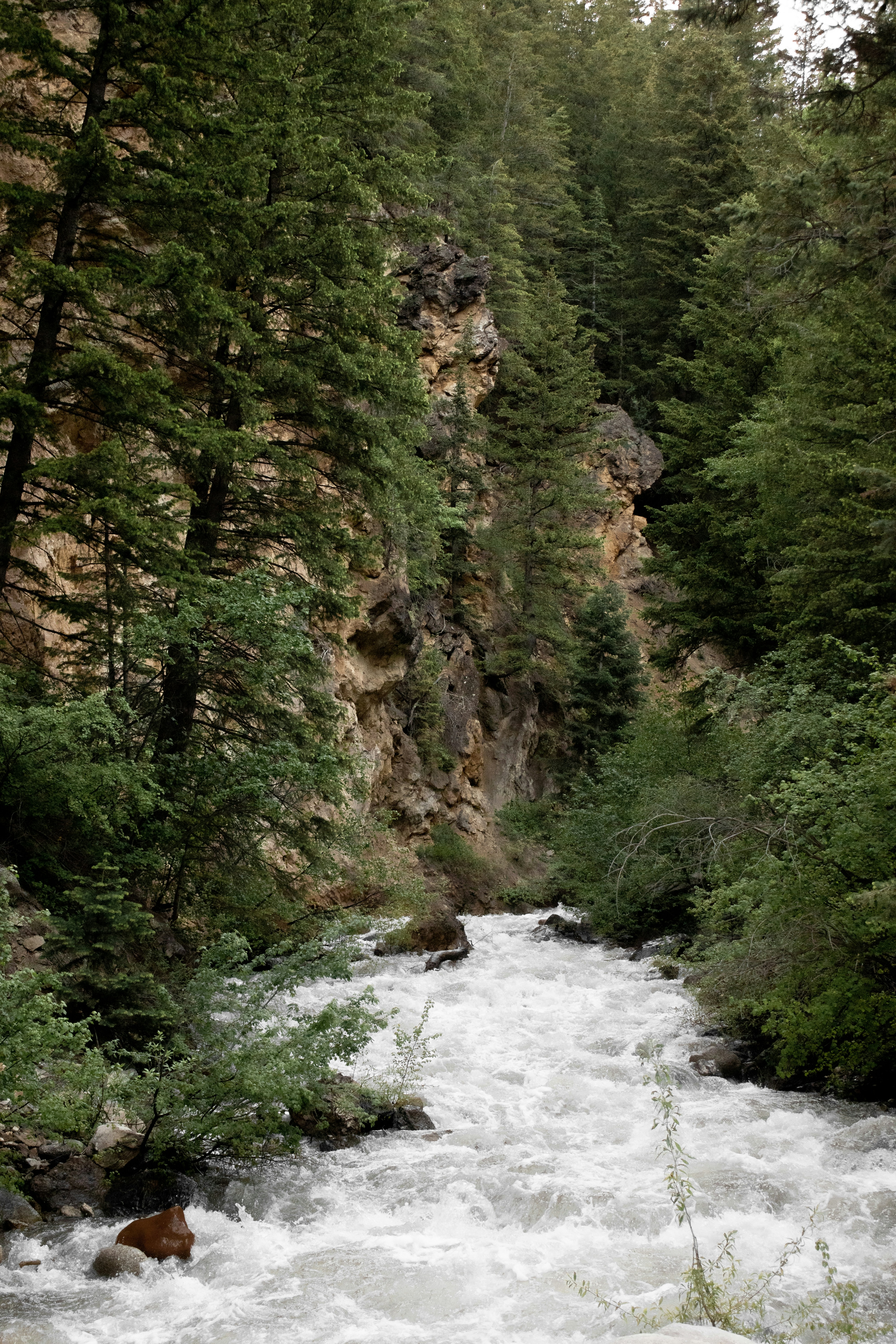 green trees beside river during daytime