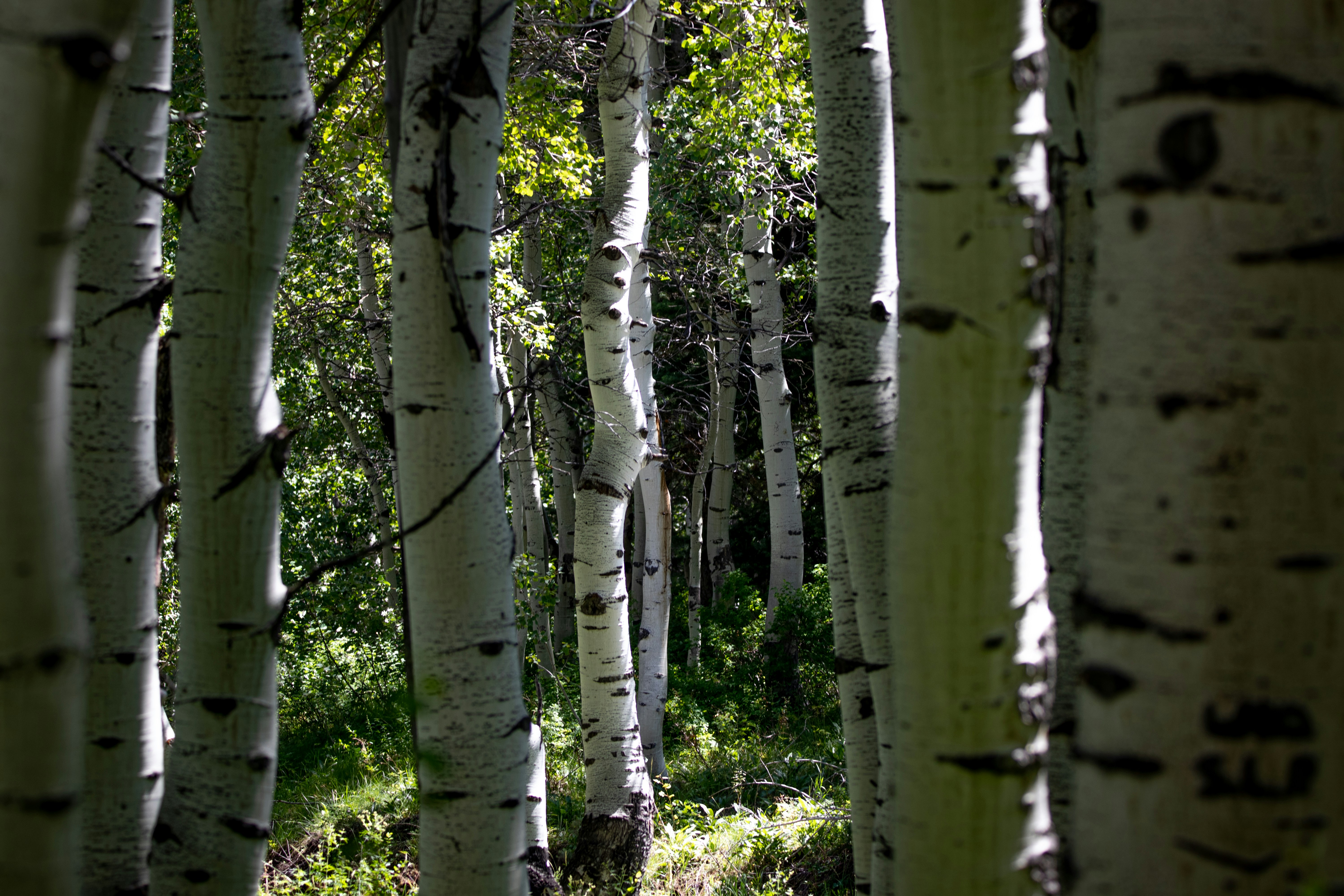 Photo by anthonymucci