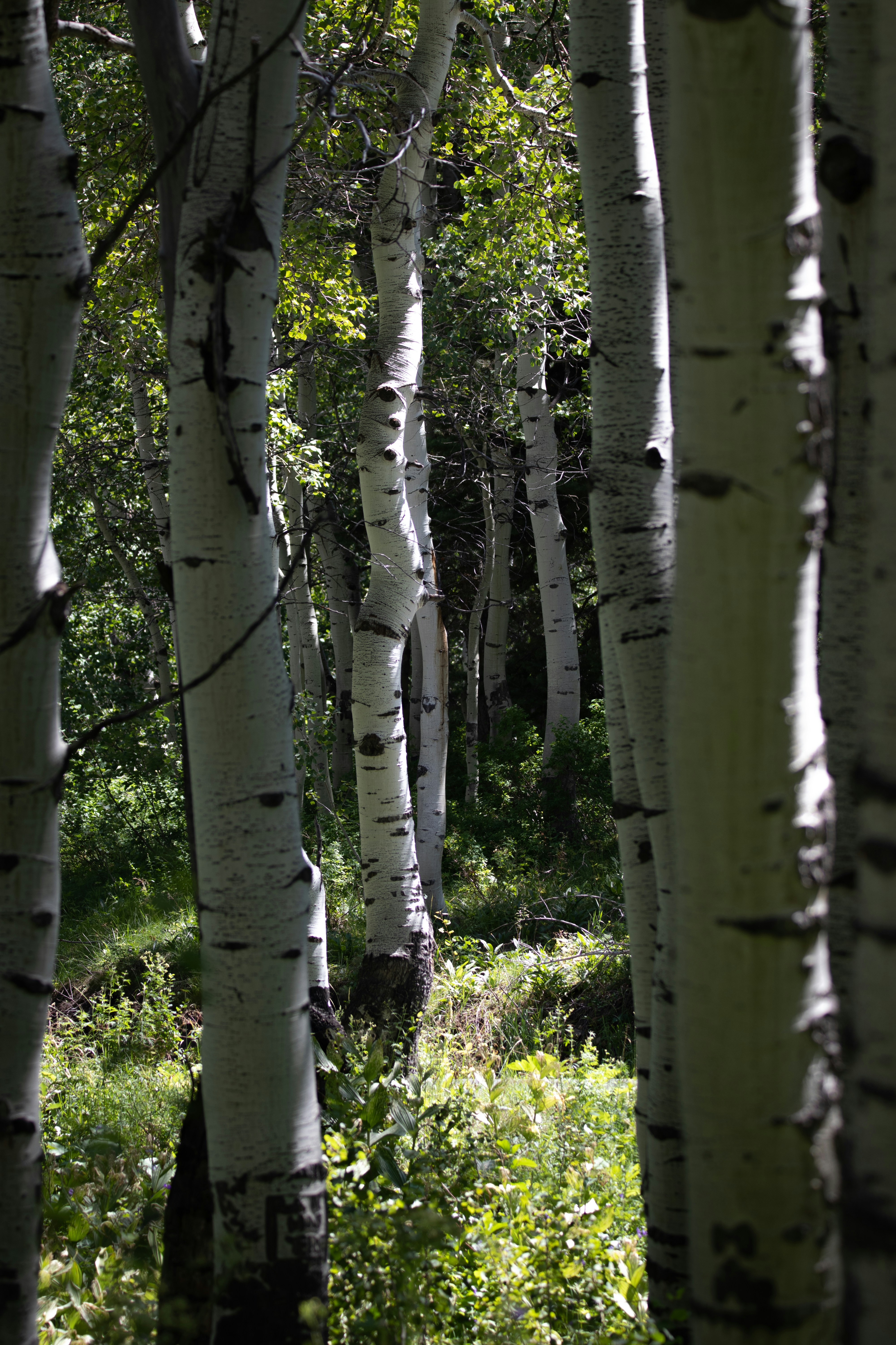 Photo by anthonymucci