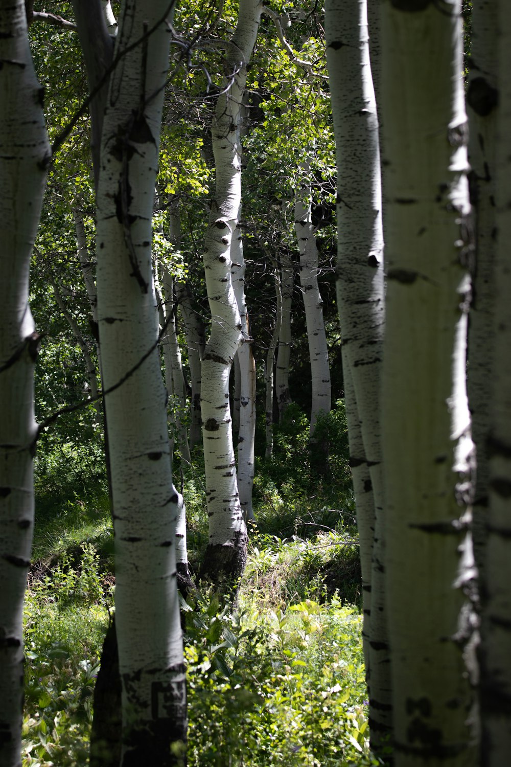 white and green tree trunk