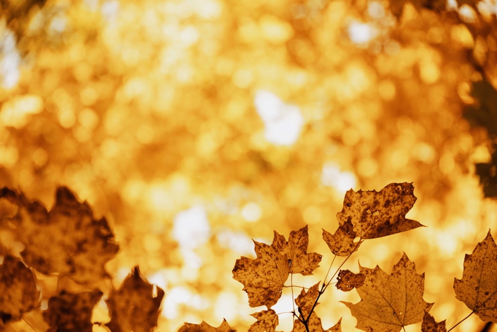 brown maple leaf in close up photography