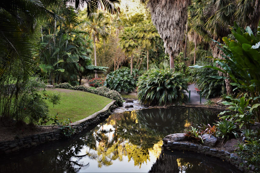 Leafy riverfront landscape in Brisbane’s City Botanic Gardens