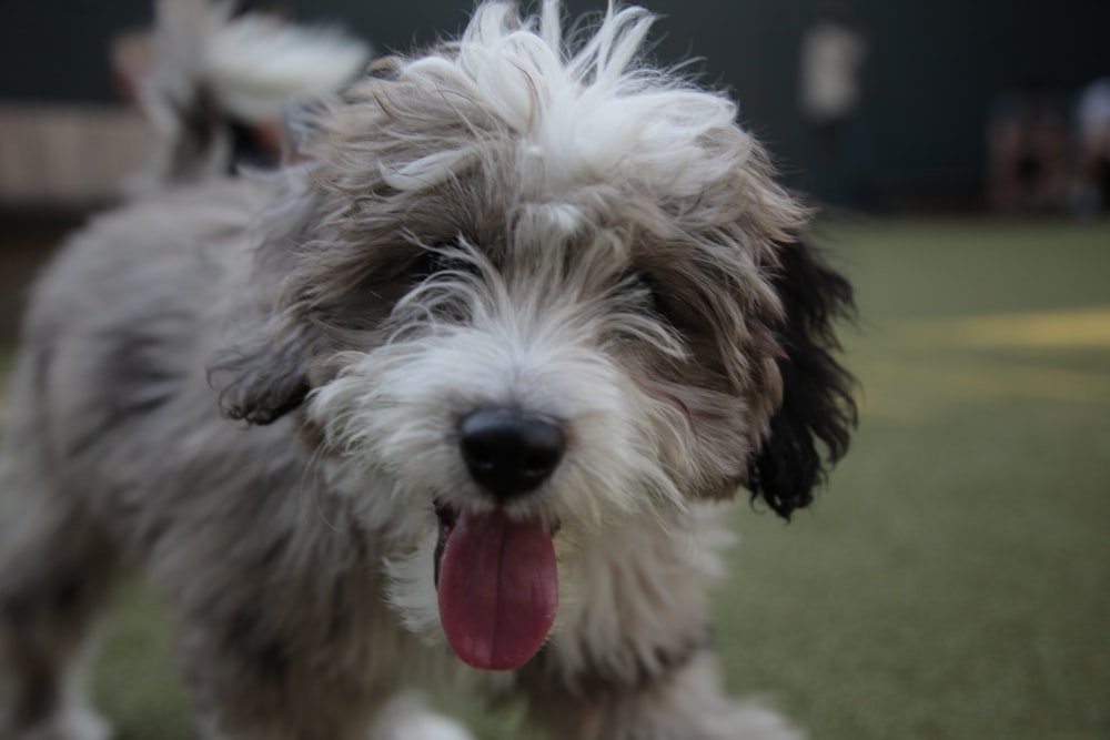 white and brown long coat small dog