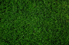Fertilized grass