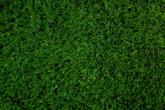 green grass field during daytime