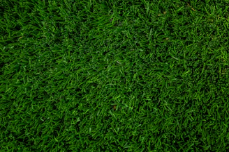 green grass field during daytime