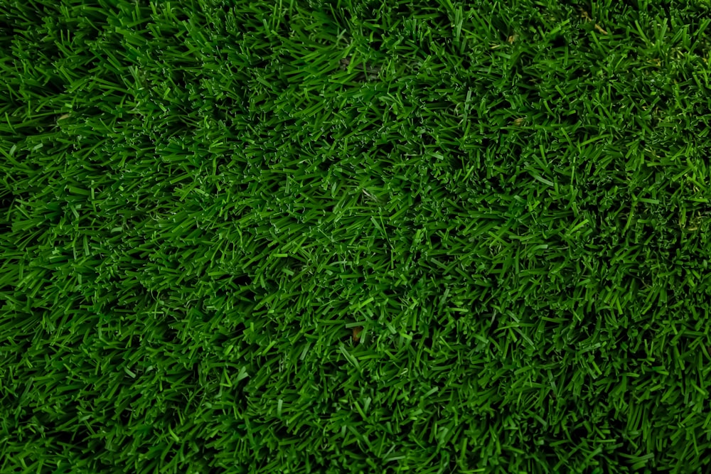 昼間の緑の芝生