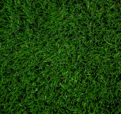 Fertilized grass