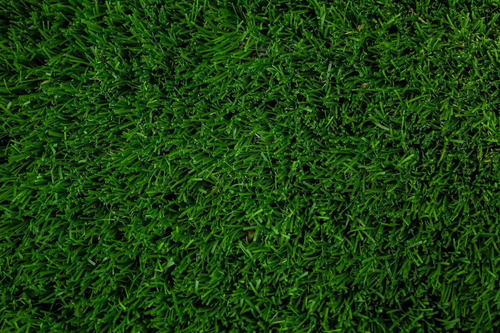 green grass field during daytime